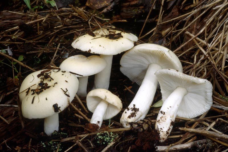 Russula crenulata